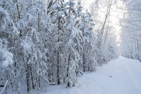 Kış Sibirya orman, Omsk bölge — Stok fotoğraf