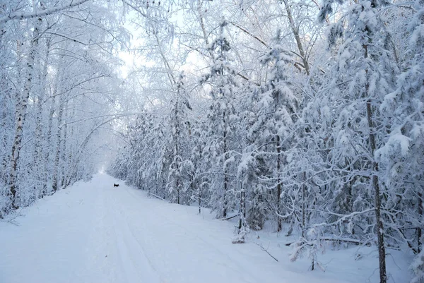 Kış Sibirya orman, Omsk bölge — Stok fotoğraf