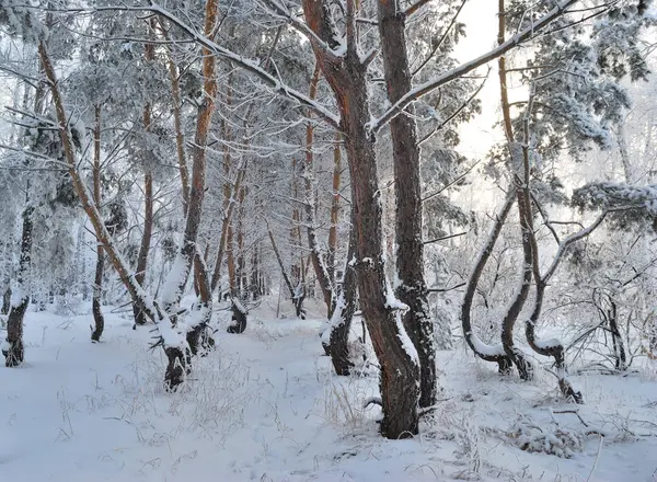 Winter sibirischen Wald, Region Omsk — Stockfoto