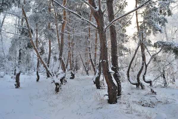 Winter sibirischen Wald, Region Omsk — Stockfoto