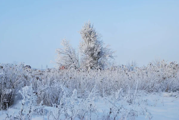 Zimní sibiřský Les, Omsk kraj — Stock fotografie