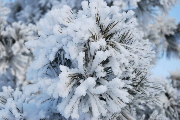 Plantas cobertas de neve, região de Omsk, Rússia — Fotografia de Stock