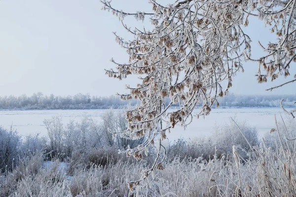 Karla kaplı bitkiler, Omsk bölgesi, Rusya