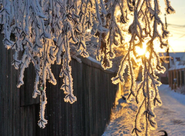 Plantas cubiertas de nieve, región de Omsk, Rusia —  Fotos de Stock