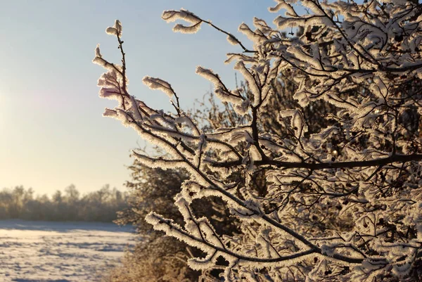 Растения, покрытые снегом, Омская область, Россия — стоковое фото