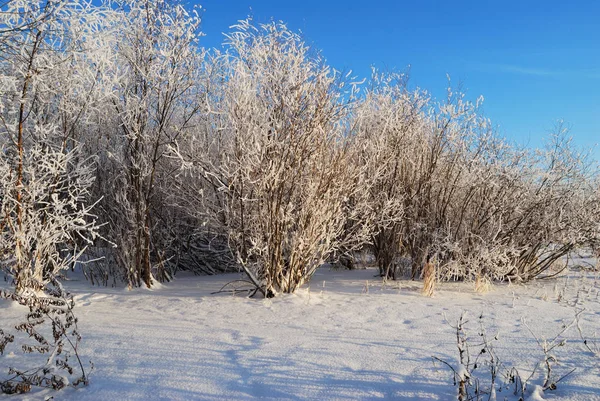 Βραδιά στον ποταμό Irtysh, περιοχή Omsk, Σιβηρία, Ρωσία — Φωτογραφία Αρχείου