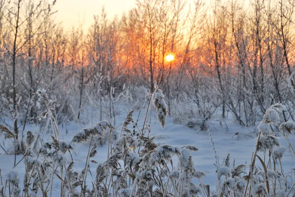 Serata sul fiume Irtysh, regione di Omsk, Siberia, Russia — Foto Stock