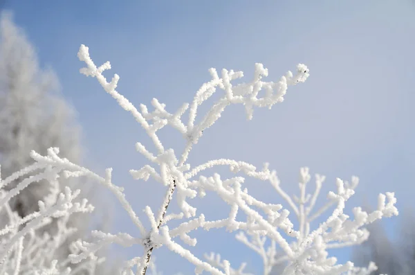Plantas cobertas de neve, região de Omsk, Rússia — Fotografia de Stock