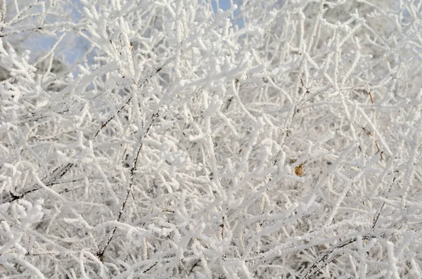 Mit Schnee bedeckte Pflanzen, Gebiet Omsk, Russland — Stockfoto