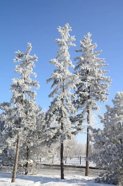 Winter Siberian forest, Omsk region — Stock Photo, Image