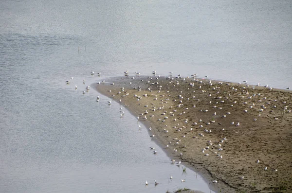 Colony of seagulls on the islands of the Irtysh River — Stock Photo, Image