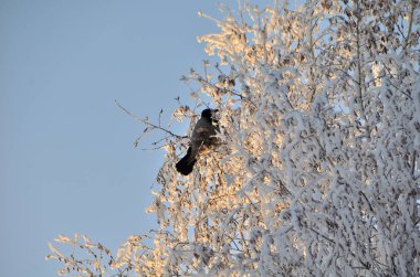 Güneşin ilk ışınlarında kısık buzla kaplı ağaçlar
