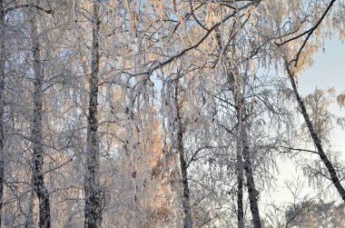 Güneşin ilk ışınlarında kısık buzla kaplı ağaçlar