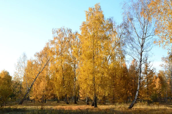 Sonbahar — Stok fotoğraf