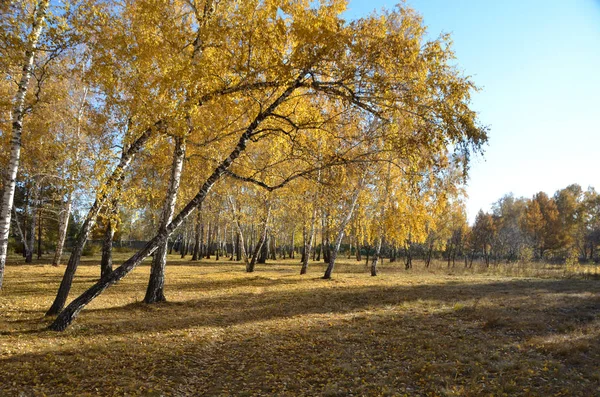 Sonbahar — Stok fotoğraf