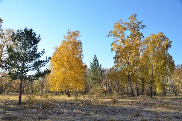 Sonbahar — Stok fotoğraf