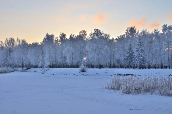 太陽の最初の光線で霜で覆われた木々 — ストック写真