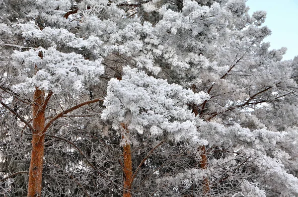 Mit Schnee bedeckte Pflanzen, Gebiet Omsk, Russland — Stockfoto