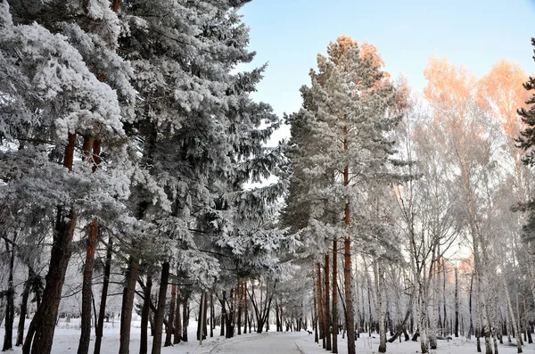 Trees covered with hoarfrost in the first rays of the sun — Stock Photo, Image
