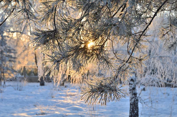 Trees covered with hoarfrost in the first rays of the sun — Stock Photo, Image