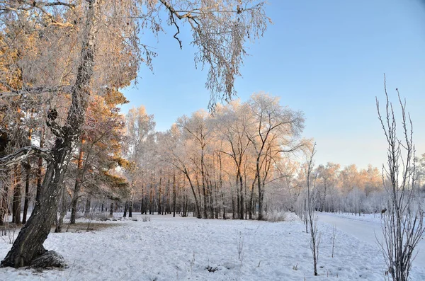 Trees covered with hoarfrost in the first rays of the sun — Stock Photo, Image