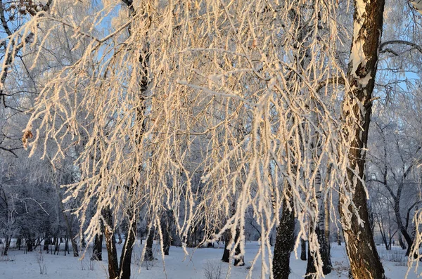 Bäume mit Raureif in den ersten Sonnenstrahlen bedeckt — Stockfoto