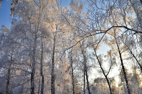 Trees covered with hoarfrost in the first rays of the sun — Stock Photo, Image