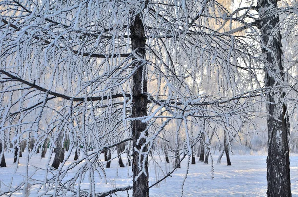 Δέντρα καλυμμένα με παγετό στις πρώτες ακτίνες του ήλιου — Φωτογραφία Αρχείου
