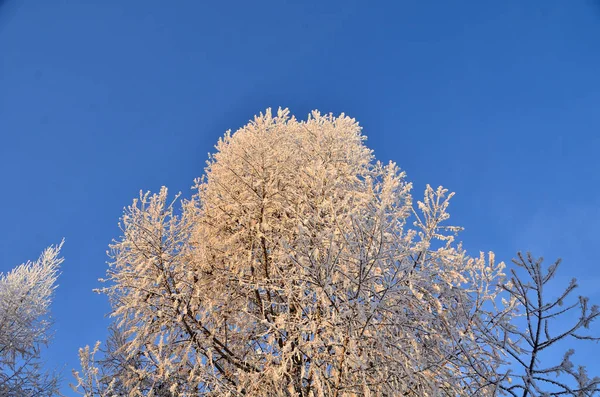 Alberi ricoperti di gelo nei primi raggi del sole — Foto Stock