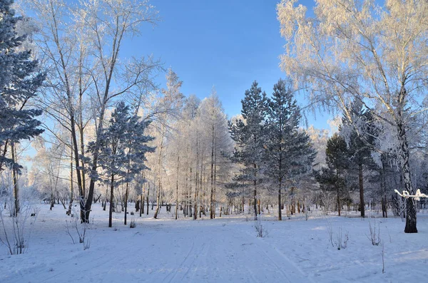 Güneşin ilk ışınlarında kısık buzla kaplı ağaçlar — Stok fotoğraf