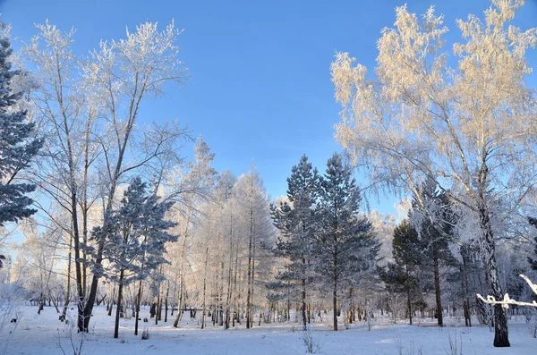 Trees covered with hoarfrost in the first rays of the sun — Stock Photo, Image