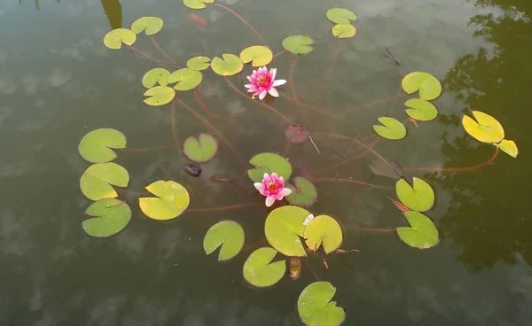 水中百合 — 图库照片