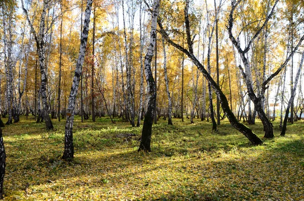 Otoño Imágenes de stock libres de derechos