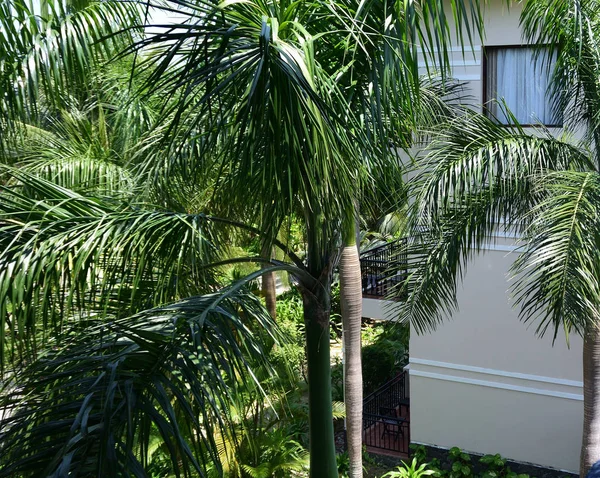 Bungalow dans le jardin tropical — Photo