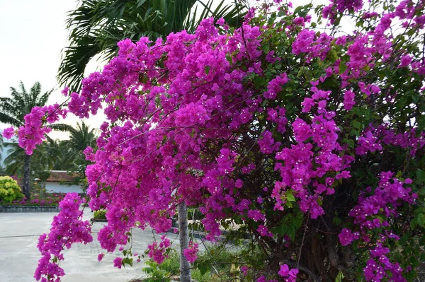 Bougainvillea — Stock Photo, Image