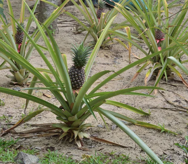 Amazing Pineapple Plant Nha Trang Vietnam — Stock Photo, Image