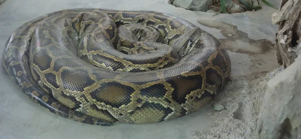 Боа-констриктор скрученной змеи — стоковое фото