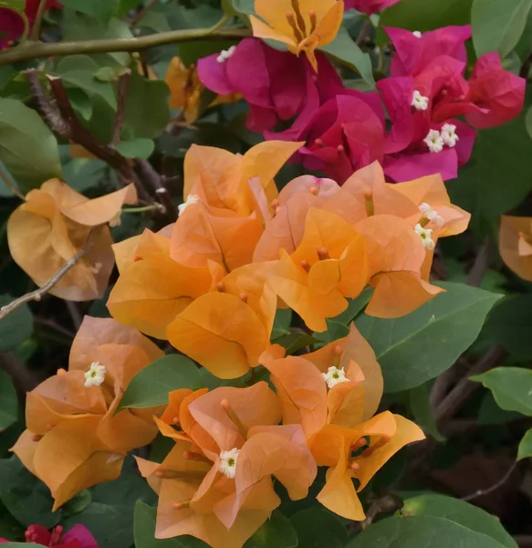 Bougainvillea — Stock Photo, Image