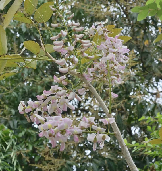 Khanh hoa tartomány — Stock Fotó