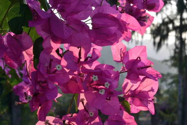 Bougainvillea — Stock Photo, Image