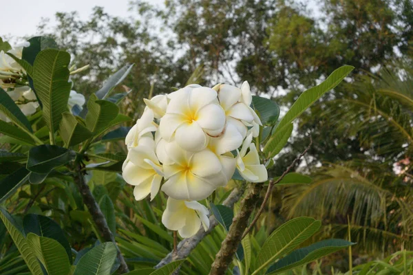 Плюмерия или цветок франджипани — стоковое фото