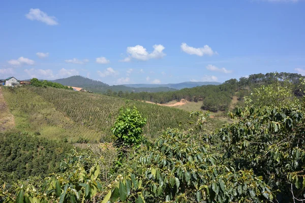 Utsikt över kaffeplantagen i närheten av Dalat — Stockfoto