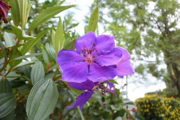 The large purple flowers with dark green leaves — Stock Photo, Image