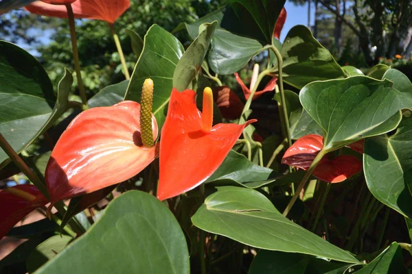 Red Anthurium — Stock Photo, Image