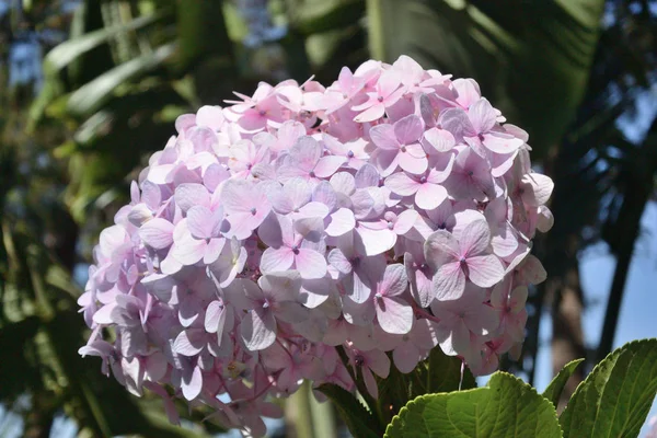 Hortensie rosa — Stockfoto