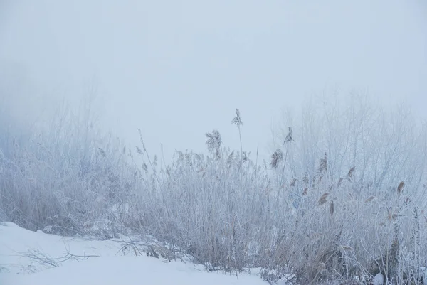 Niebla de invierno en las inmediaciones de Omsk, Siberia Rusia — Foto de Stock