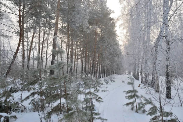 Omsk yakınlarında kış sis, Sibirya Rusya — Stok fotoğraf