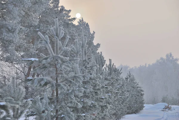 Omsk yakınlarında kış sis, Sibirya Rusya — Stok fotoğraf