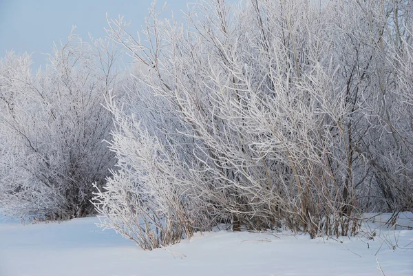 Nebbia invernale nelle vicinanze di Omsk, Siberia Russia — Foto Stock