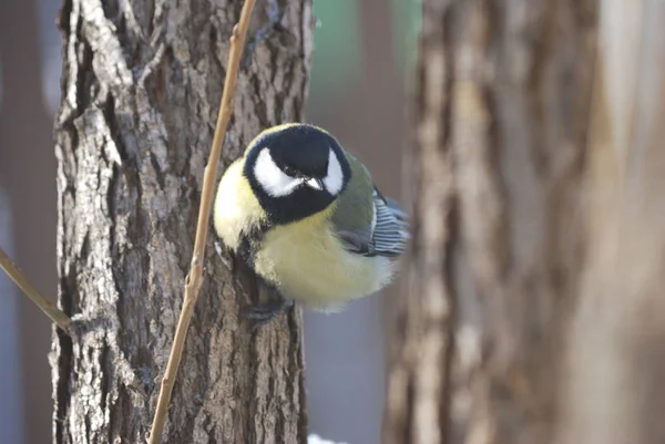 Tit. — Foto de Stock